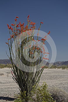 Large blooming red ocotillo plant against a deep blue sky in the desert