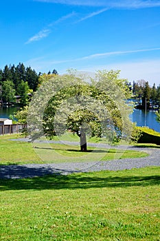 Large blooming spring tree with lake