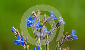 Large blue alkanet (Anchusa azurea ssp. azurea)