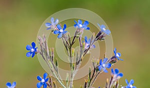 Large blue alkanet (Anchusa azurea ssp. azurea)