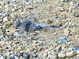 Large blue black dragon fly