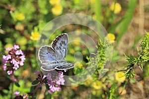 Large blue butterfly