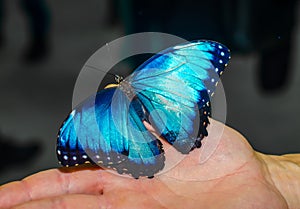 Large blue butterfly spread its wings sitting on the open palm