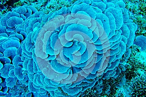 Large blue Cabbage Leather Coral Sinularia dura, top view, Indian Ocean, Pemba Island, Tanzania photo