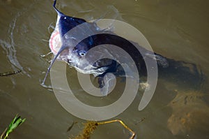 Large Blue Catfish in pond, Walton County, Georgia