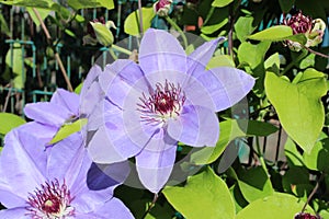 Large blue clematis flowers and green leaves,