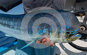 Large blue common dolphinfish (Coryphaena hippurus) caught by a person photo