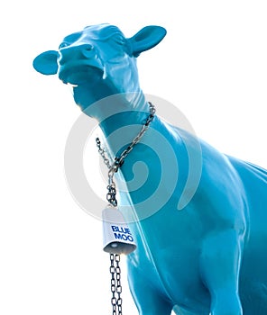 Large blue cow