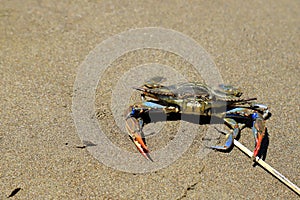 A large blue crab, Callinectes sapidus, with big claws sits on the sand near sea. Crab fishing, gourmet seafood delicacy,