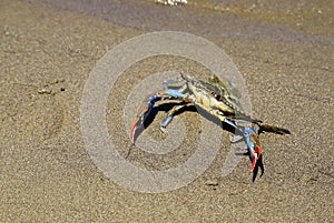 A large blue crab, Callinectes sapidus, with big claws sits on the sand near sea. Crab fishing, gourmet seafood delicacy,