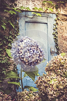 Large blue flowers and several withered umbels on a hydrangea bush in front of an old blue wooden door