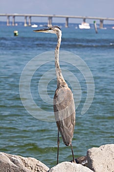 A large blue heron on the shore