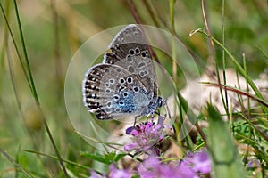 Large blue Maculinea arion nectaring