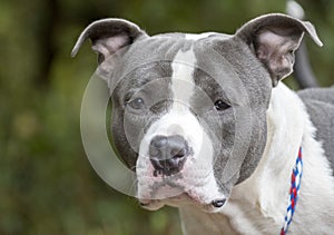Large blue nose pitbull terrier dog