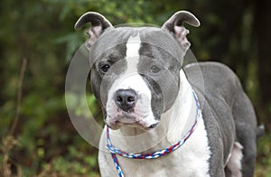 Large blue nose pitbull terrier dog