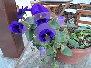 Large blue pansies in a pot on the veranda