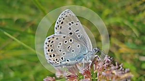 Large blue Phengaris arion