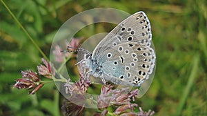 Large blue Phengaris arion