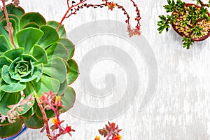Large `blue rose` succulent plant shot from above on white wash wood background