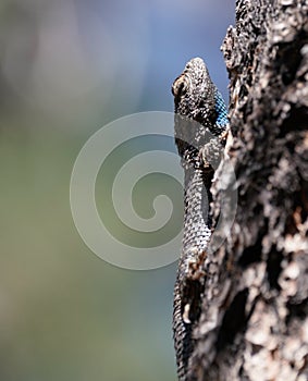 A Large Blue Throated Lizard