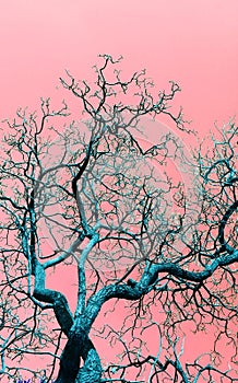 Large blue tree with dry branches standing against pink sky