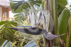 Large blue and white flowers of giant rare plant of  Strelizia Nicolai.