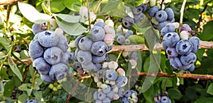 Large blueberries growing on a blueberry bush on a farm in summer