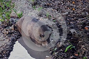 A large boar or hog sleeping in the mud