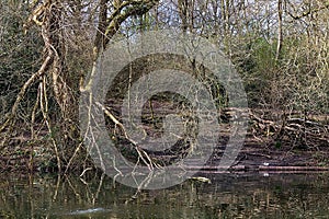 Large Boating Lake With Small Island Of Weeds In A Park In Manchester