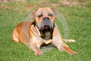 Large Boerboel