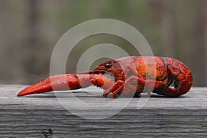 Large Boiled Crawfish