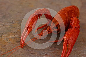 Large Boiled Crawfish