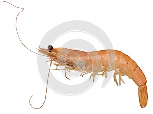 Large boiled shrimp on isolated background