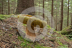 Large bolete mushroom growing in coniferous forest