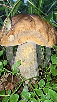 A large boletus mushroom hides in the dense grass in the autumn forest.