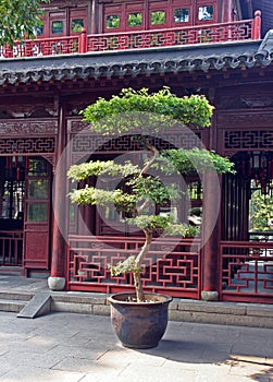 Large bonsai tree in Yuyuan gardens, Shanghai, China