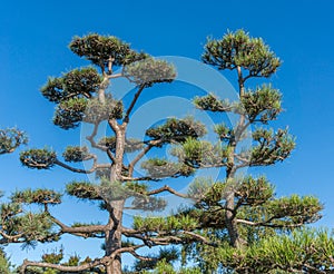 Large Bonsai Trees