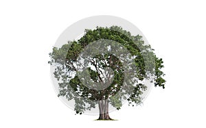 Large Bothi tree on isolated white background
