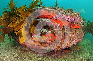 Large boulder with colourful sponges and tunicates