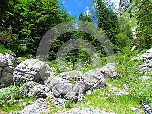 Large boulder or glacial erratics standing in front of low bush vegetation and a mostly broadleaf forest