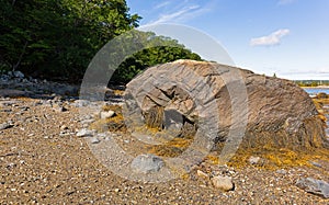 Large boulder with periwinkles on the coast of Maine
