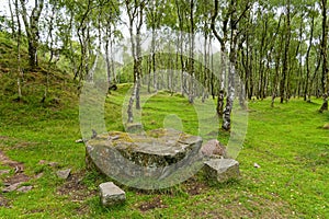 Large moss covered boulder in the trees in Bolehill quarry