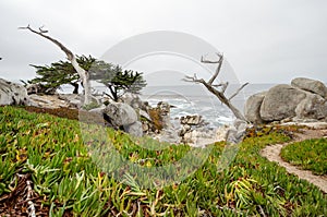 Large boulders with a twisty cypruss tree along the rocky coastline of California near Monterey and Big Sur, on a gloomy overcast