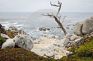 Large boulders with a twisty tree along the rocky coastline of California near Monterey and Big Sur, on a gloomy overcast day