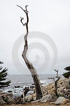 Large boulders with a twisty tree along the rocky coastline of California near Monterey and Big Sur, on a gloomy overcast day