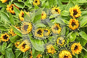 A large bouquet of bright yellow sunflowers. Background. Space for text. Close-up