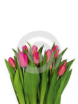 Large bouquet of fresh pink, purple, crimson, lilac tulips, isolated on white background