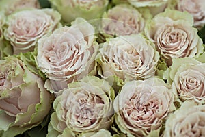 Large bouquet of pale gray-pink with green edges double roses
