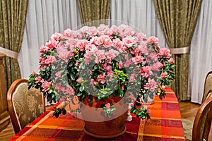 A large bouquet of roses in a clay pot is on the table. Shot in the interior.