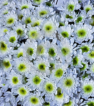 Large bouquet of white chamomile chrysanthemum close-up on flowers market